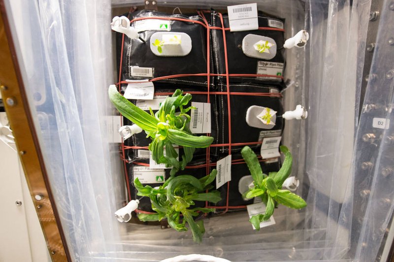Zinnia Flowers Starting to Grow on the International Space Station
